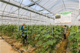 高新技术推动农业发展 溧水植物工厂实现蔬菜日产五百斤